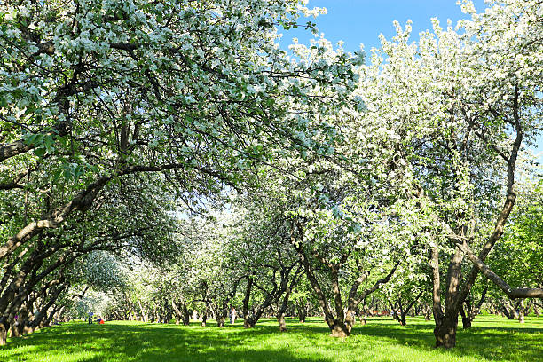 hermosa flor abriéndose apple trees in spring park - lea fotografías e imágenes de stock