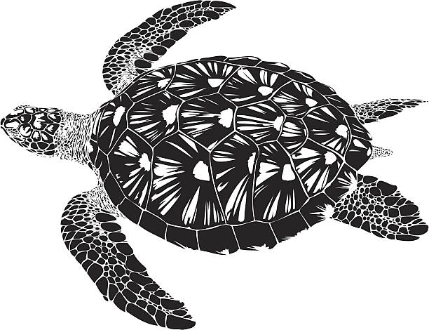 Hawksbill sea turtle illustration in black lines Hawksbill sea turtle illustration in black lines, From Reunion Island. sea turtle stock illustrations