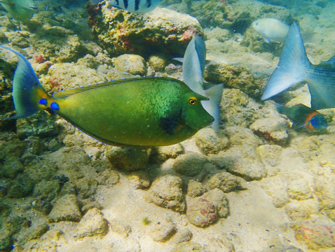 Bluespine Unicornfish, Saddle Wrasse and Reef Fishes in Underwater landscape of Kauai, Hawaii, USA.