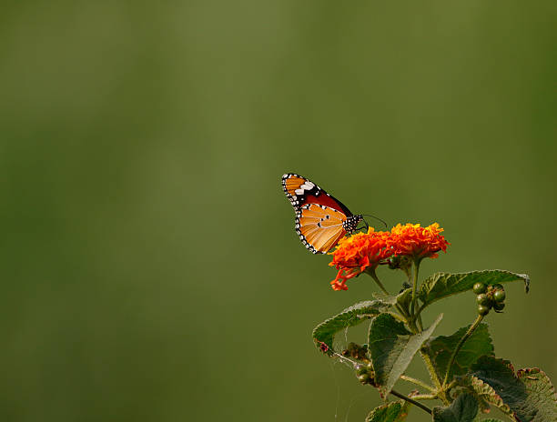 istock Beautiful butterfly on Flwer 474605992