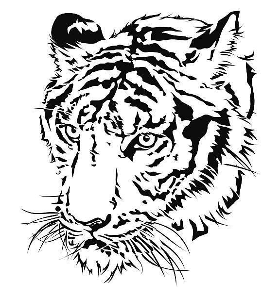 Tiger head silhouette. Tiger head silhouette, illustration design. siberian tiger tattoos clip art stock illustrations