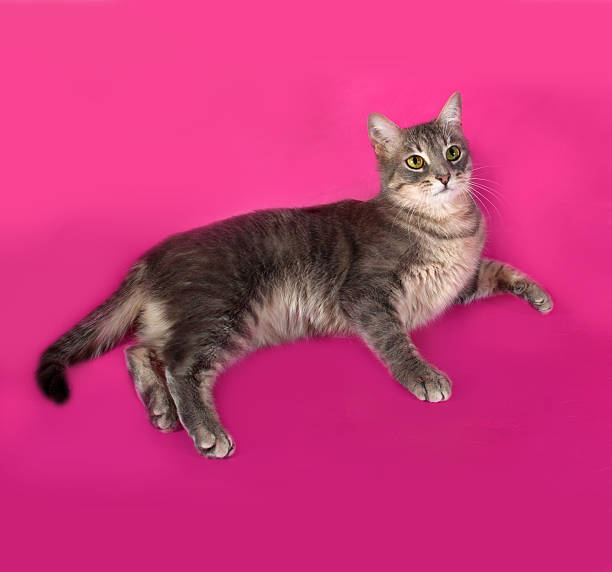 istock Striped gray cat lying on pink 474607704