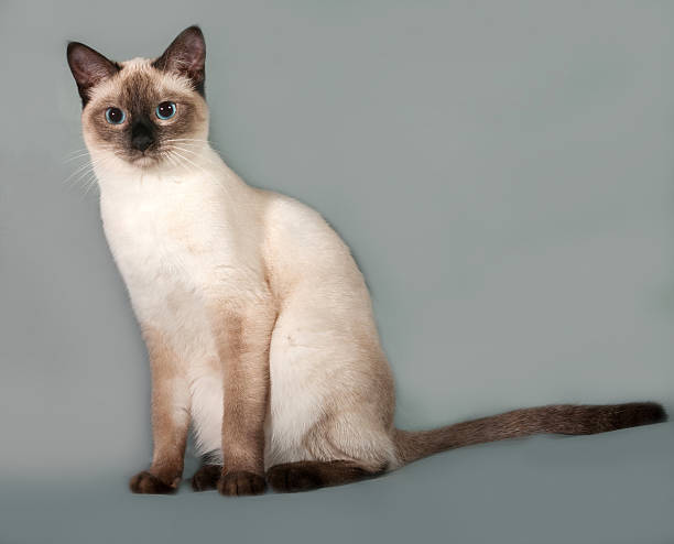 istock Thai cat with blue eyes sitting on gray 474607706