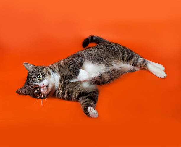 istock White and striped spotted cat lies on orange 474607720