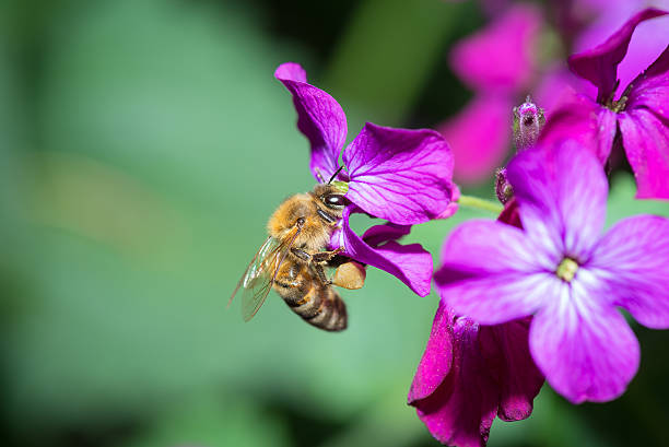 istock The bee collects pollen on flowers 474609094