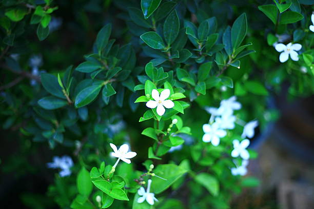 istock Nature macro photography 474609544