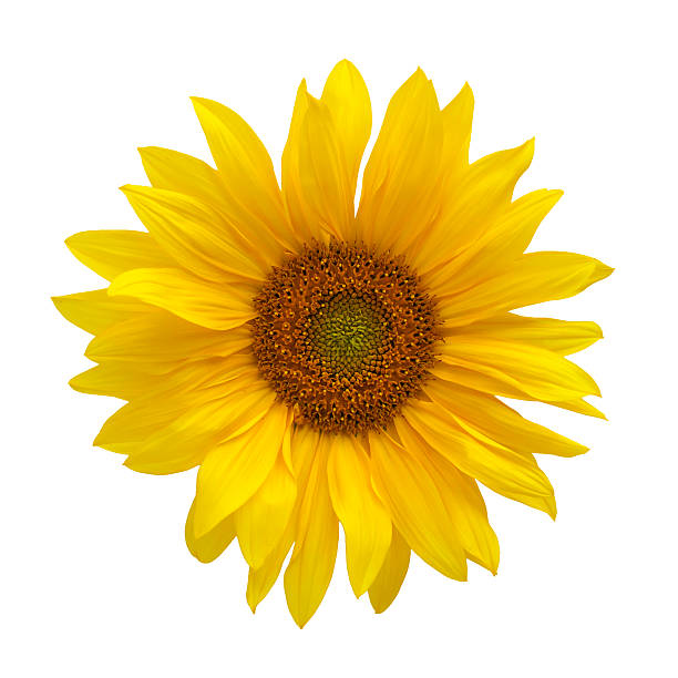istock Sunflower isolated on white top view 474610090