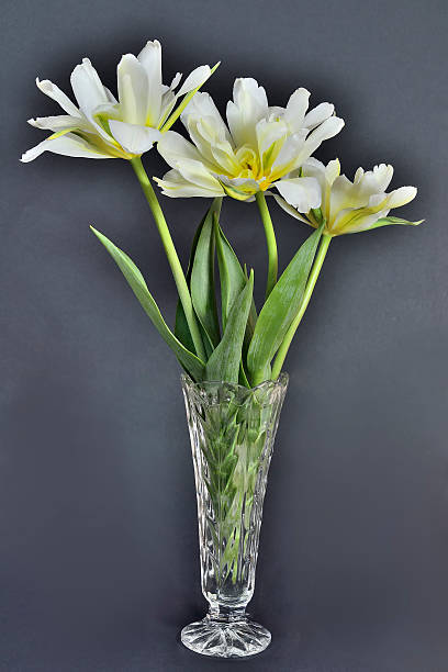 trzy delikatne tulipany - growth tulip cultivated three objects zdjęcia i obrazy z banku zdjęć