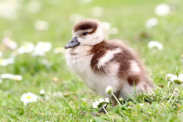 Young goose in a meadow