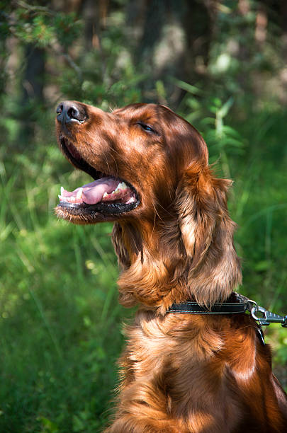 istock Portrait of an Irish setter. On a walk 474612958