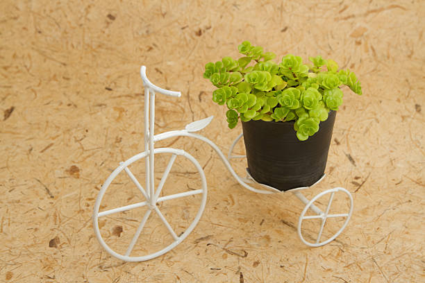 istock house plant on vintage bicycle for decoration 474613049