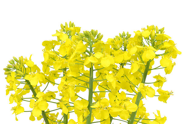 istock Flower of a rapeseed 474613814