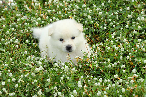 istock Small dog and flower 474614046