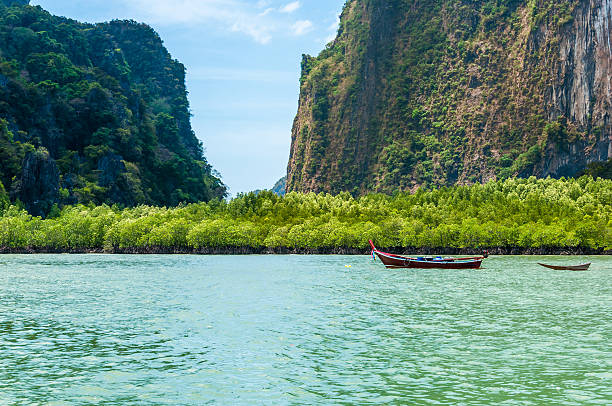 istock Longtail boat stopped in front of mangrove trees 474614384
