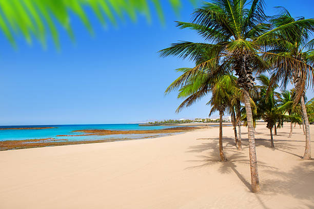 istock Arrecife Lanzarote Playa Reducto beach palm trees 474617274