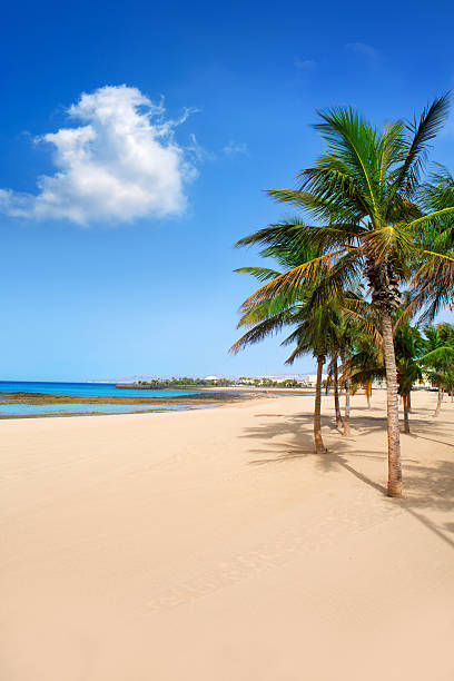 Arrecife Lanzarote Playa Reducto beach tropical palm trees at Canary Islands