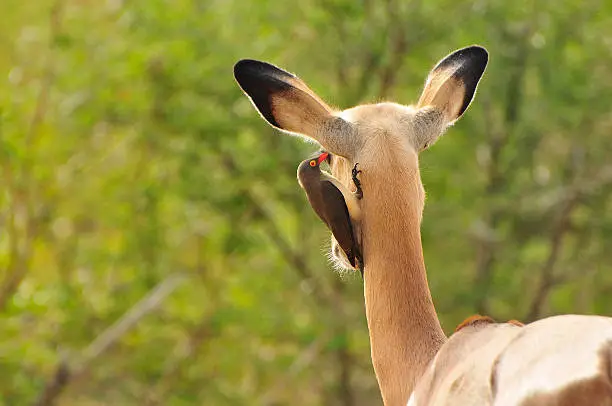 Red-billed Oxpecker picking parasites from an Impala’s ear