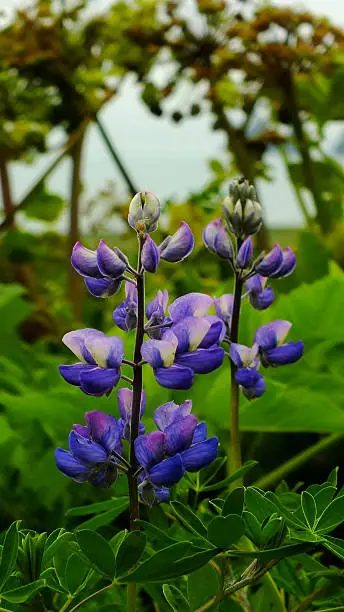 Two beautiful, violet-blue, close-up, wild flowers -  Lupine
