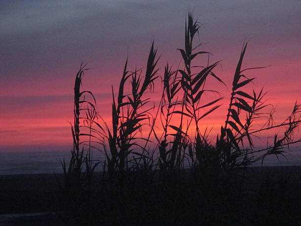 dusk sunset in Iloca- Curican coast of Chile creación stock pictures, royalty-free photos & images