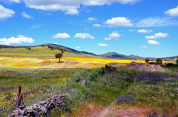 istock landscape with yellow and purple flowers 474620050