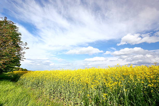 von vergewaltigung feld - hunsrück stock-fotos und bilder