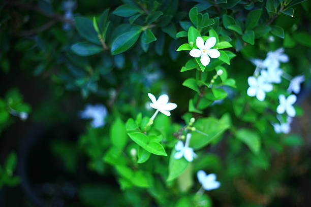 istock Nature macro photography 474623172