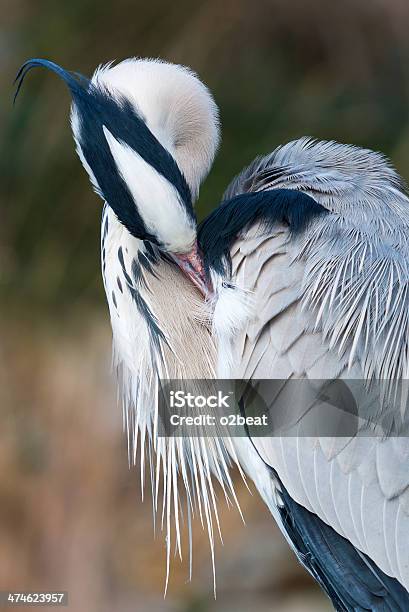 Photo libre de droit de Héron Grey banque d'images et plus d'images libres de droit de Animaux à l'état sauvage - Animaux à l'état sauvage, Chien de race, Cigogne