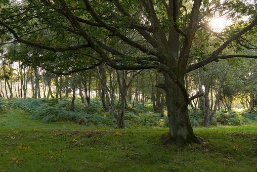 Sunlight shines through the spreading branches of an oak tree (quercus) on Stanton Moor, Derbyshire, UK