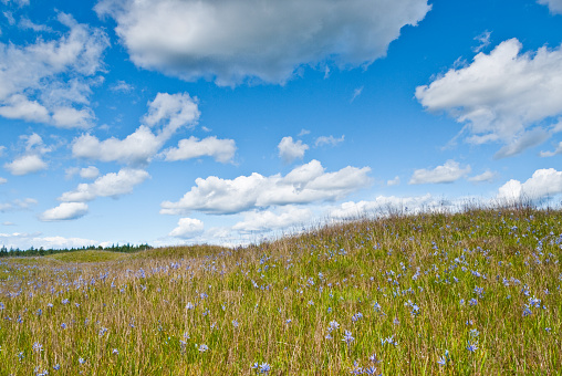 South of Olympia, the state capitol, there is a mounded prairie that defies scientific explanation. Although there are many arguable theories as to their existence, no one can question the beauty of the Mima Mounds as they put on a colorful display of wildflowers every year. The blue Camas flowers dominate the prairie grassland in this spring scene. Mima Mounds Natural Area Preserve is near Rochester, Washington State, USA.