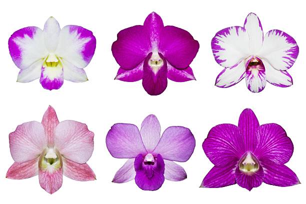 istock collection of orchid flower 474625284