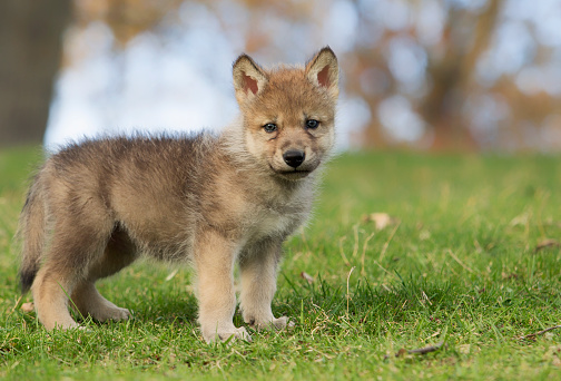 Profile image of a young, gray wolf pup, standing on a hillside.