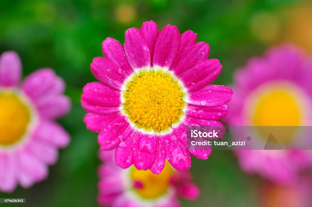 Close Up of Colorful Flower with Blur Background Image Of Close Up of Colorful Flower with Blur Background, Edges Flowers a bit blur due to Shallow Depth Of Field and Selective Focus 2015 Stock Photo