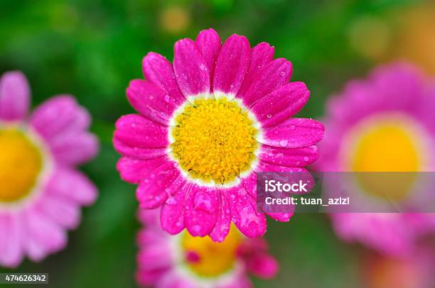 Close Up Of Colorful Flower With Blur Background Stock Photo - Download Image Now - 2015, Agricultural Field, Backgrounds