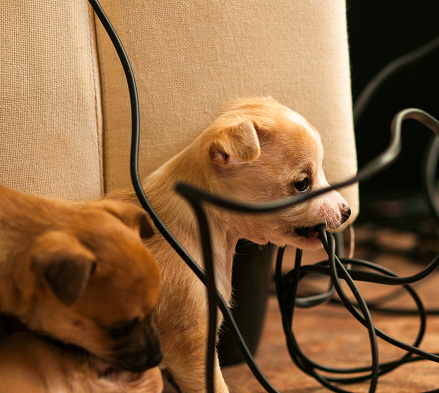 Cachorro masticar cable eléctrico photo