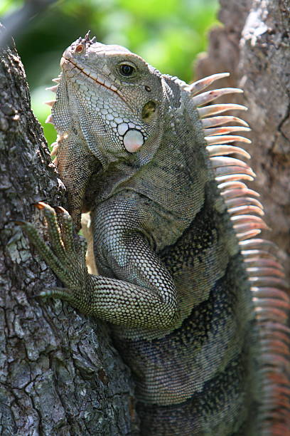 Iguana The Grenadines Islands Caribbean Island Chain Tobago Cays Iguana lizards The Grenadines Islands Caribbean Island Chain Tobago Cays  tobago cays stock pictures, royalty-free photos & images