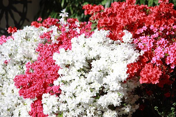 japanische azaleen in weiß, rosa, roten garden hecke duftenden dream - azalea magenta flower red stock-fotos und bilder