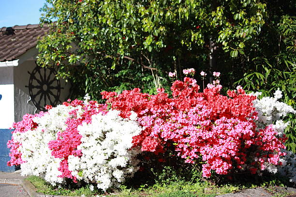 azaleas japonais en blanc, rose, rouge haie parfumé de rêve - azalea magenta flower red photos et images de collection