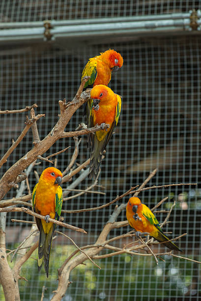 istock Sun conure parrot in birdcage. 474626774