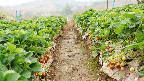 istock fresh organic strawberries growing on the vine 474626966