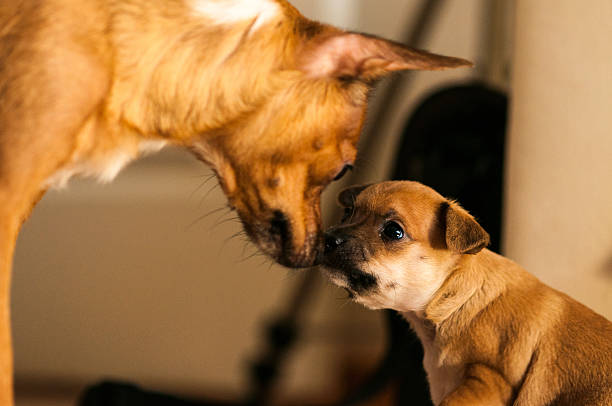 istock puppy sniffing his mom 474630138