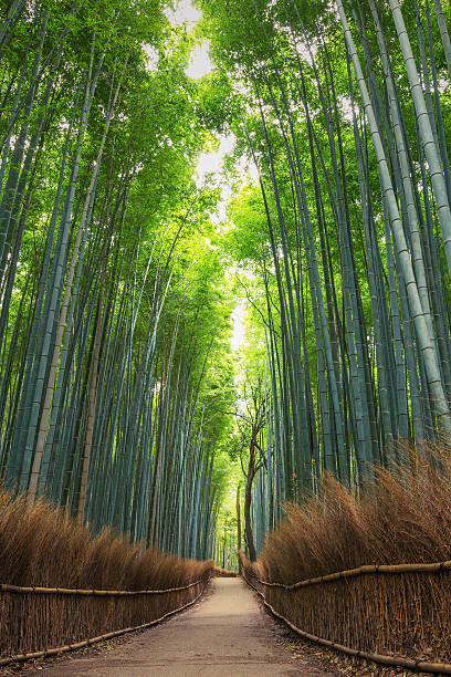 istock Bamboo Forest in Japan, Arashiyama, Kyoto 474630344