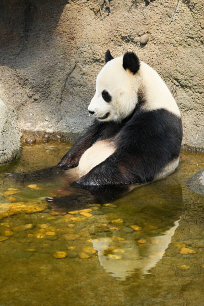istock Giant panda sitting in water 474631506