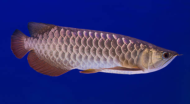 istock Big Arowana in blue aquarium 474632006