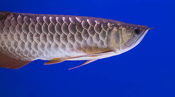 istock Big Arowana in blue aquarium 474632008