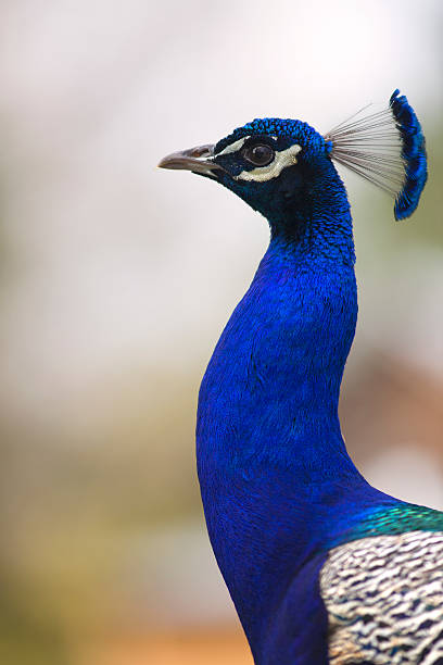 istock Portrait of male peacock 474632122