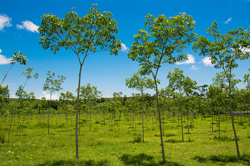 The green of young rubber trees exhibits under the blue sky