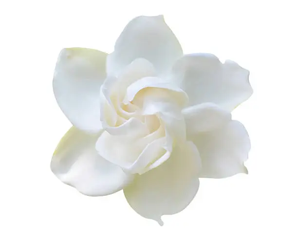 jasmine white flower isolated on white background