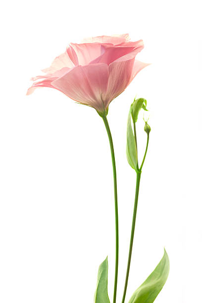 istock Beautiful pink lisianthus isolated on white background 474633644