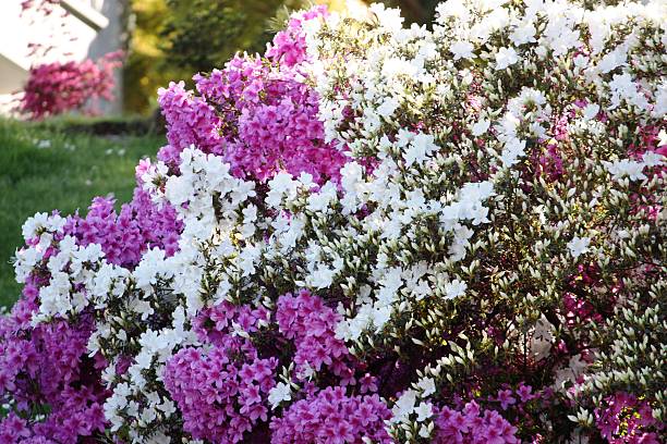 azaleas japonais en blanc, violet, rouge haie parfumé de rêve - azalea magenta flower red photos et images de collection