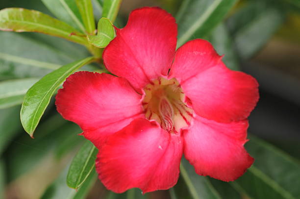 desert rose - desert rose photos et images de collection